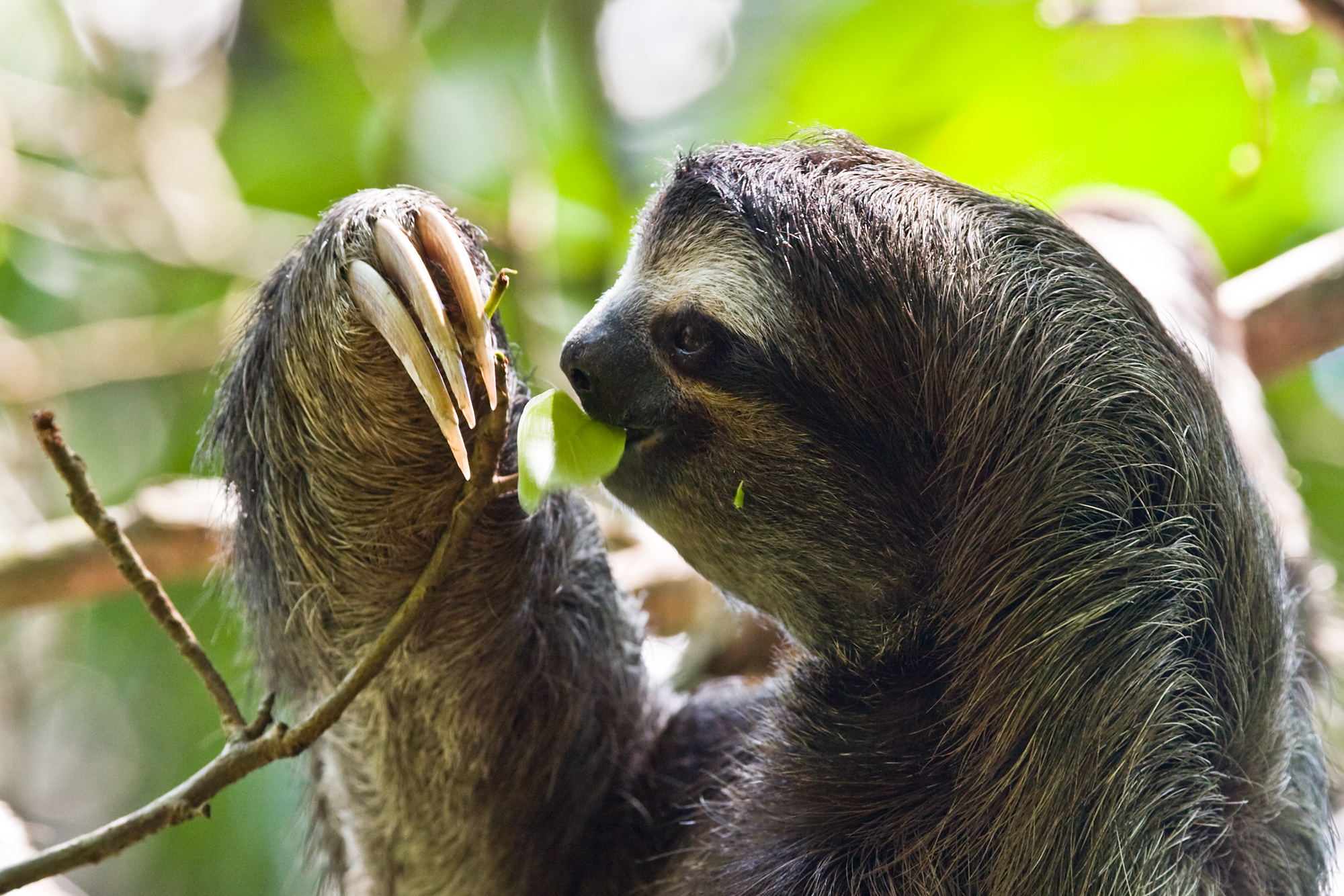 Sloth hugging a tree in the rainforest.