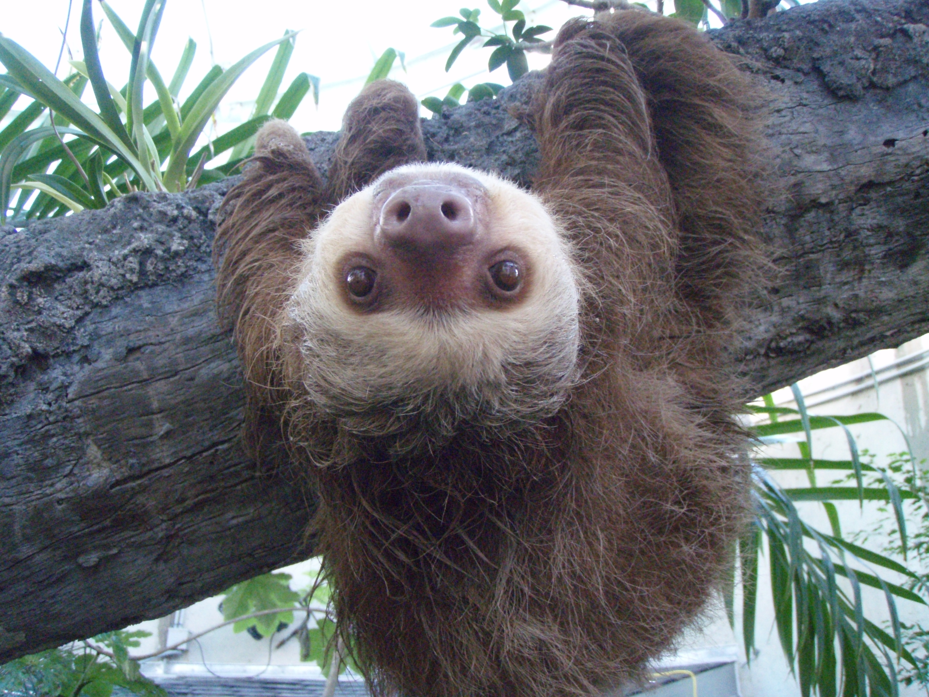 A sloth hanging upside down from a tree branch.